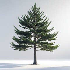 A pine tree vector image