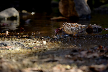 冬に山の渓流やせせらぎで見られる忍者みたいな渡り鳥のアオシギ