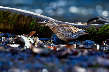 冬に山の渓流やせせらぎで見られる忍者みたいな渡り鳥のアオシギ