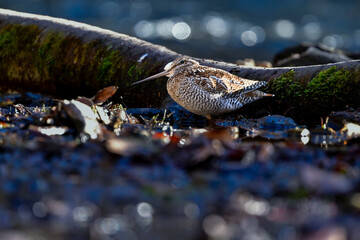 冬に山の渓流やせせらぎで見られる忍者みたいな渡り鳥のアオシギ