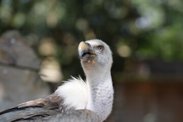 portrait of a vulture