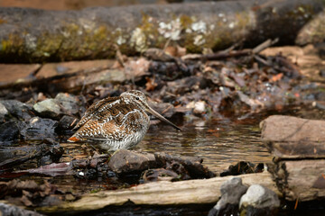 冬に山の渓流やせせらぎで見られる忍者みたいな渡り鳥のアオシギ