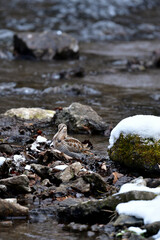 雪の積もった真冬の山の渓流で見られる忍者のような渡り鳥、アオシギ