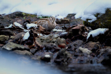 雪の積もった真冬の山の渓流で見られる忍者のような渡り鳥、アオシギ