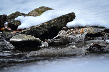 雪の積もった真冬の山の渓流で見られる忍者のような渡り鳥、アオシギ