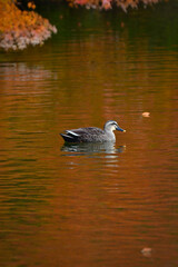 紅葉の秋に身近な公園の池で出会えるかわいい日本の野鳥、カルガモ