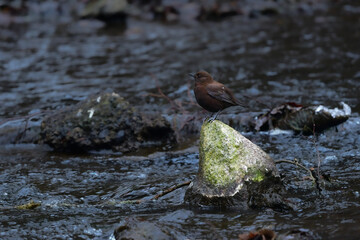 山の渓流や小川に住む茶色い愛嬌ある小鳥、カワガラス