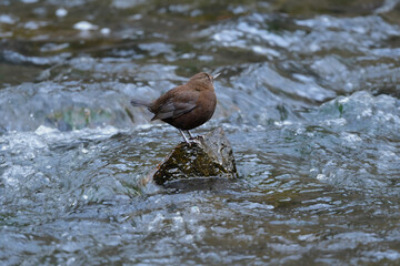 山の渓流や小川に住む茶色い愛嬌ある小鳥、カワガラス