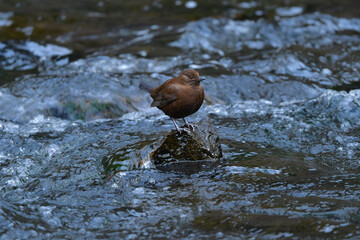 山の渓流や小川に住む茶色い愛嬌ある小鳥、カワガラス