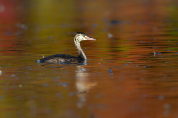 秋から冬に池や身近な公園の水辺で見られる白く細いカンムリカイツブリ