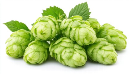 Obraz premium Fresh Green Hop Cones with Vibrant Green Leaves Isolated on White Background for Culinary and Brewing Uses