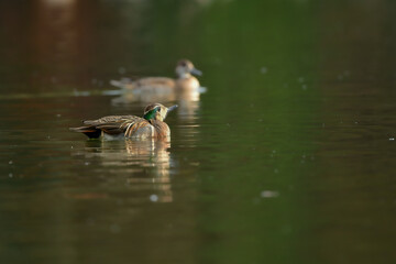 身近な公園の池や湖で冬に見られる渡り鳥、気品ある模様が美しいトモエガモ