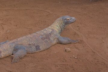 The Komodo dragon, the largest living lizard, basks in the sun. Its powerful jaws and venomous bite make it a formidable predator. Despite its fearsome reputation, it is essential to the ecosystem.