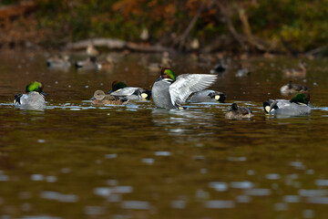 冬に公園の池や湖で見られる緑とワインレッドの頭がとても美しい渡り鳥、人気者のヨシガモ