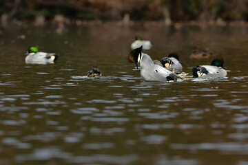 冬に公園の池や湖で見られる緑とワインレッドの頭がとても美しい渡り鳥、人気者のヨシガモ