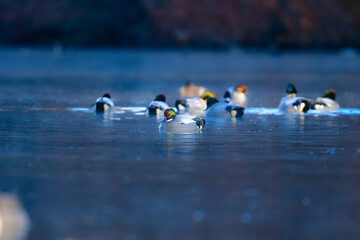 Fototapeta premium 冬に公園の池や湖で見られる緑とワインレッドの頭がとても美しい渡り鳥、人気者のヨシガモ