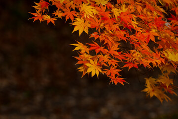 Fototapeta premium 京都や日光で見られる、真っ赤なカーペットのような、美しい秋の日本の紅葉