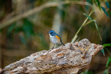 Blue-tailed Nightingale (Tarsiger cyanurus). Japan.