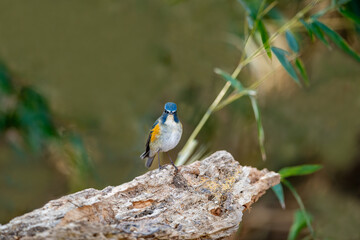Blue-tailed Nightingale (Tarsiger cyanurus). Japan.