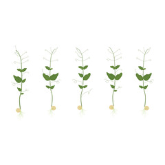 Microgreens. Set of pea sprouts isolated on transparent background.