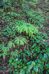 Lush Green Ferns and Clover in a South Oregon Forest