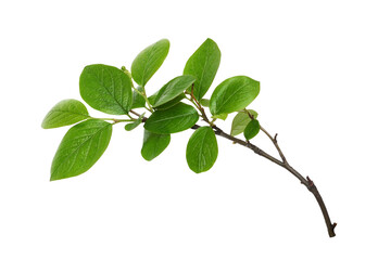 Fresh twig with green leaves isolated on white or transparent background