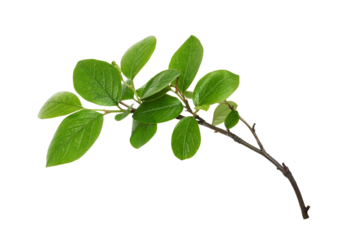 Fresh twig with green leaves isolated on white or transparent background