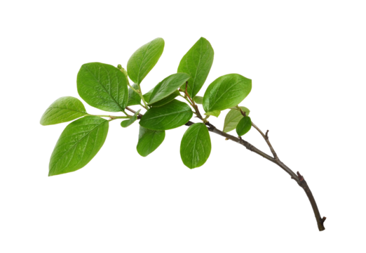 Fresh twig with green leaves isolated on white or transparent background