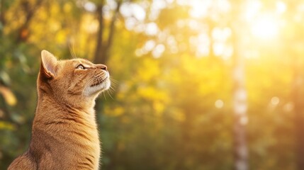 Fototapeta premium Golden Cat Gazing at Autumn Sunlight in Forest