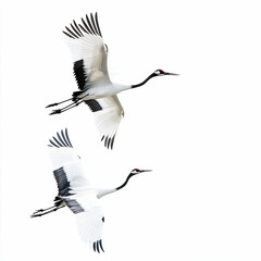 Fototapeta premium National Birds Day