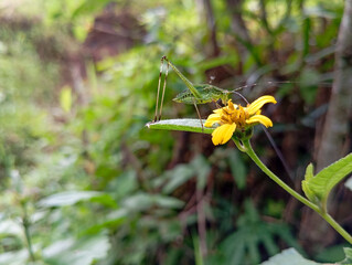 Green grasshoppers land on yellow flowers
