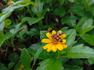 small butterflies camouflaged on yellow flowers