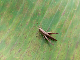 Dichromorpha viridis or brown grasshopper above and bananas