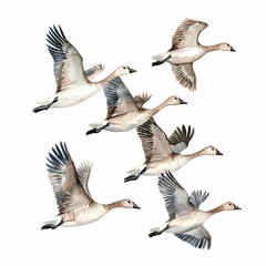 Obraz premium National Birds Day