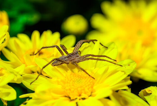 The nursery web spider Pisaura mirabilis - brown spider waits for its prey on yellow aster flowers in the garden