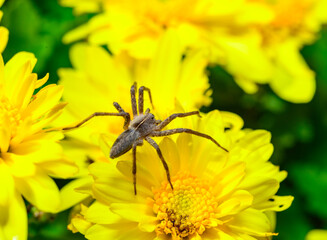The nursery web spider Pisaura mirabilis - brown spider waits for its prey on yellow aster flowers...
