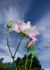 flower of a beautiful rose in the garden against the sky in autumn in the garden, Ukraine