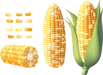 Realistic ripe raw corn cobs and yellow kernels, vector maize farm food vector 3d sweetcorn corn cobs, agriculture elements. Harvest Gradient Mesh gradient wes used