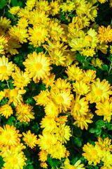 Chrysanthemum indicum - Yellow flowers with yellow stamens in autumn in the garden