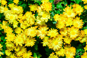 Chrysanthemum indicum - Yellow flowers with yellow stamens in autumn in the garden