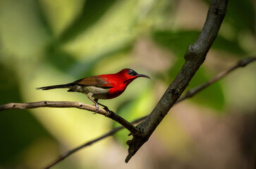 Male Crimson Sunbird (Aethopyga siparaja). crimson sunbird is a species of bird in the sunbird family which feed largely on nectar. 