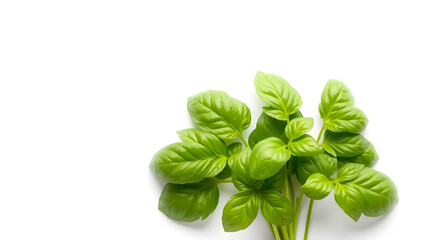 Fototapeta premium Fresh green Basil leaves isolated on white background. Generative AI