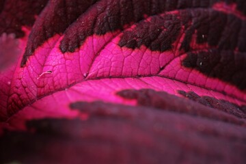 A close-up of a vibrant pink and dark purple leaf, showcasing intricate textures and vein patterns. The rich contrast and macro details highlight the beauty of nature’s organic design.