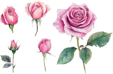 set of pink roses