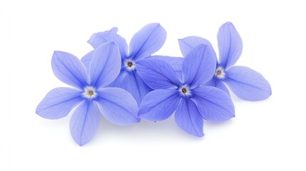 Exquisite Elegance: A Blue Orchid in Solitary Splendor on a White Background
