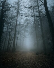 Obraz premium Misty forest path with tall trees.