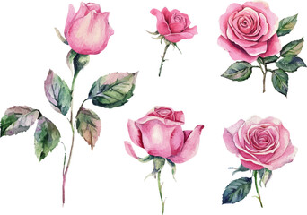 Fototapeta premium set of roses