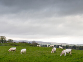 Fototapeta premium Cows in small group on farmland