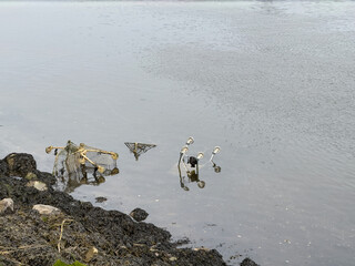 Obraz premium Shopping trolley cart abandoned in river