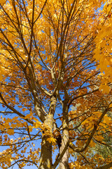 yellowing maple foliage before leaf fall